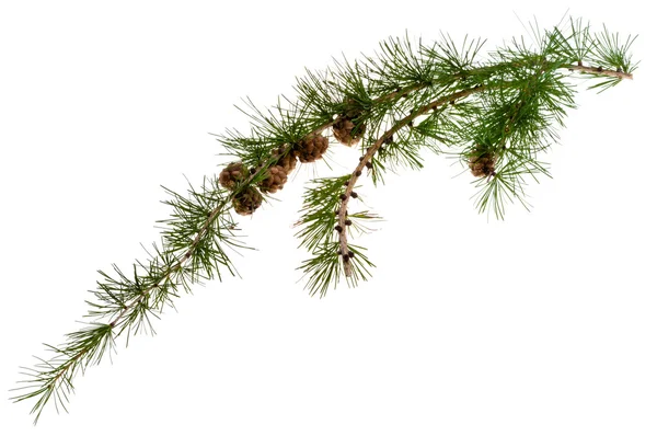 Šišky na větvi jehličnatý strom — Stock fotografie