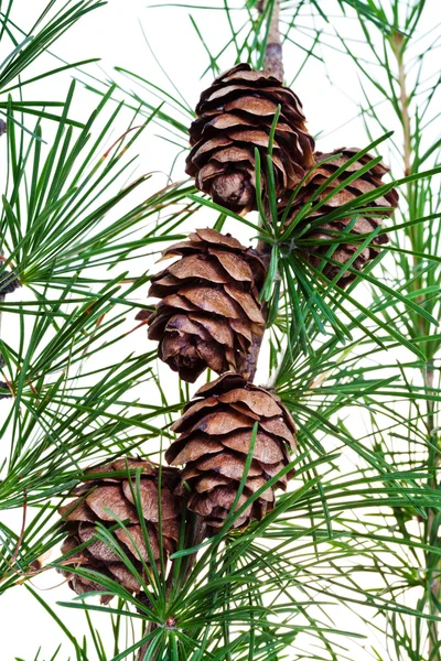 Cones de pinheiro em ramo de árvore de conífera — Fotografia de Stock