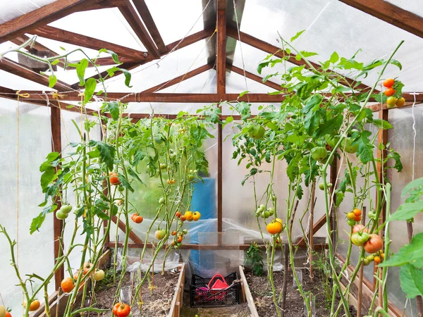 Greenhouse with tomatoes — Stock Photo, Image