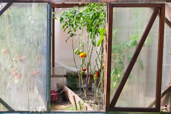 Estufa com tomates — Fotografia de Stock