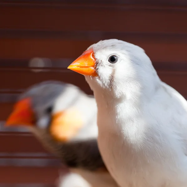 Gorlovej finch pták zblízka — Stock fotografie