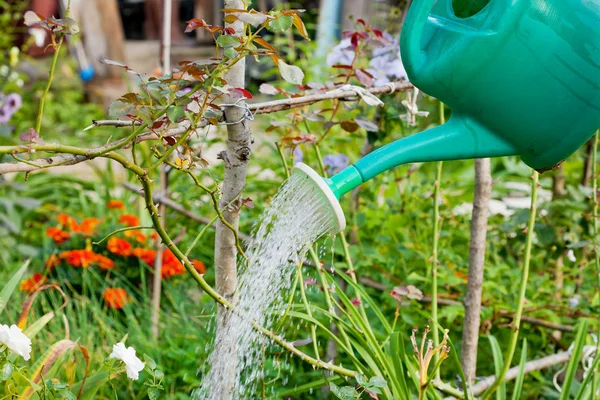 Green grass watering from watering can — Stock Photo, Image