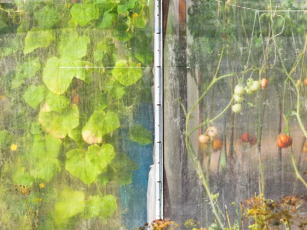 Broeikasgassen met tomaten — Stockfoto