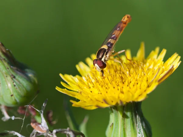 Hoverfly sur fleur jaune gros plan Images De Stock Libres De Droits