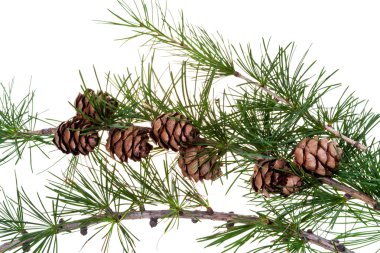 çam kozalakları kozalaklı ağaç dalı