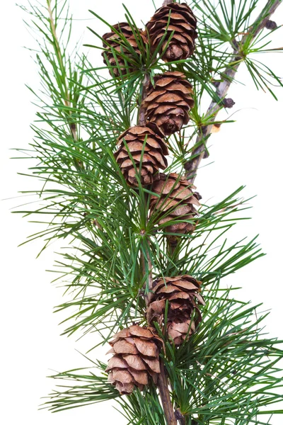 Cones de pinheiro em ramo de árvore de conífera — Fotografia de Stock