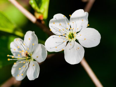 beyaz çiçek açan bir çiçek açması ağaç