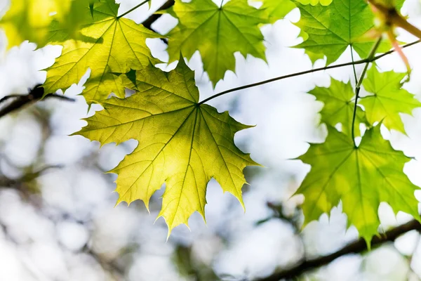 Green maple leaf outdoors — Stock Photo, Image