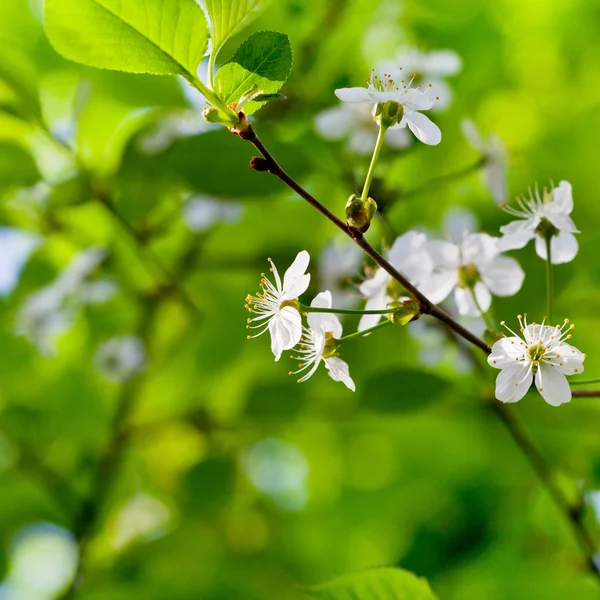 Spring blossoms on twig — Stock Photo, Image