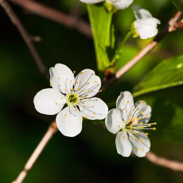 White flowers of blossoming tree — Stock Photo, Image