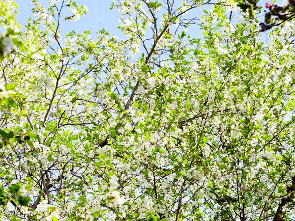 White blossoming tree — Stock Photo, Image
