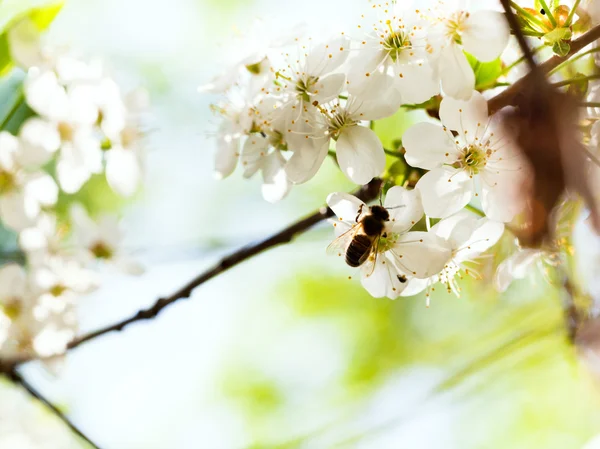 Bee and spring white blossoms — Stock Photo, Image