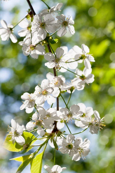 Rameau avec fleurs de printemps blanches — Photo