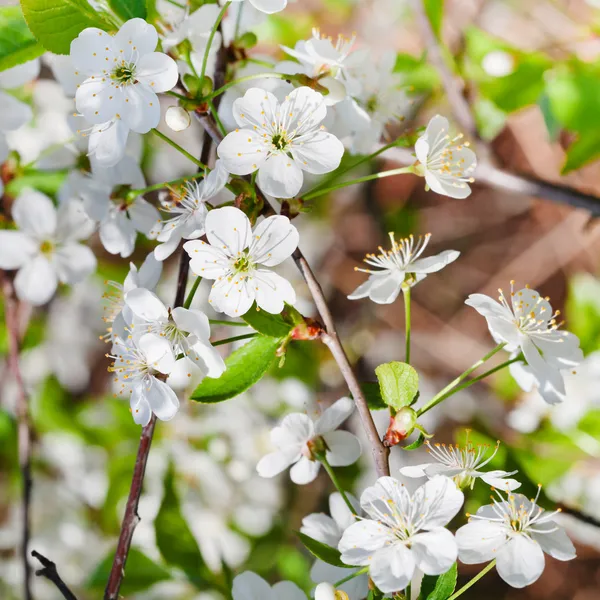 Trädgren med vit cherry blossoms — Stockfoto