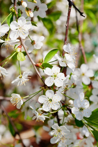 Tree twig with white blossoms — Stock Photo, Image