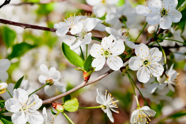 Witte cherry bloemen op twig — Stockfoto