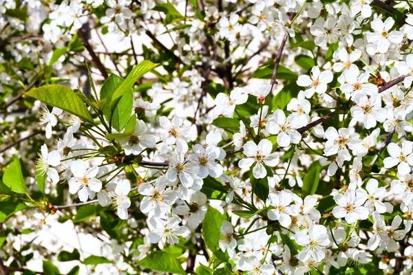 Flores blancas de cerezo — Foto de Stock