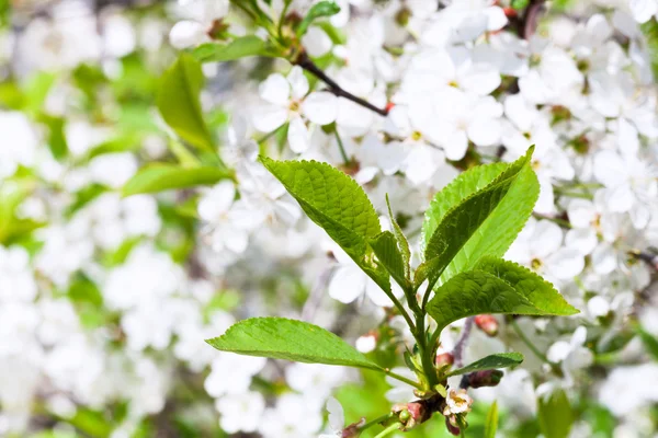 Hojas verdes jóvenes de cerezo — Foto de Stock