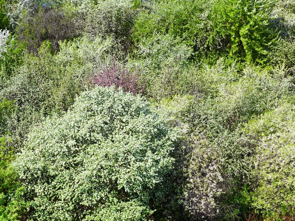 Blühende Kirsch-, Pflaumen- und Apfelbäume — Stockfoto