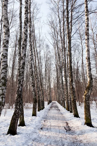 Callejón congelado en bosque de abedul —  Fotos de Stock