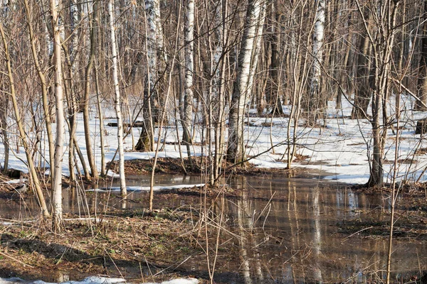 Snow melting in birch forest — Stock Image Snow melting in birch forest Royalty Free Stock Photos