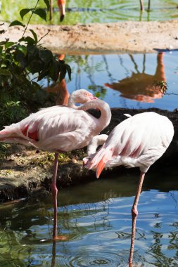 yürüyen kuş - flamingo