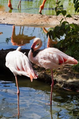 yürüyen kuş - flamingo