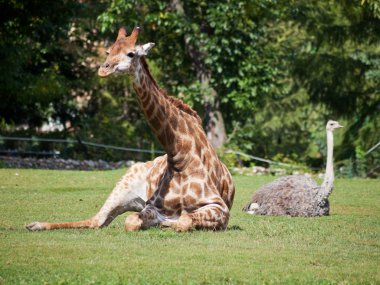 zürafa ve devekuşu yeşil çim üzerinde yalan