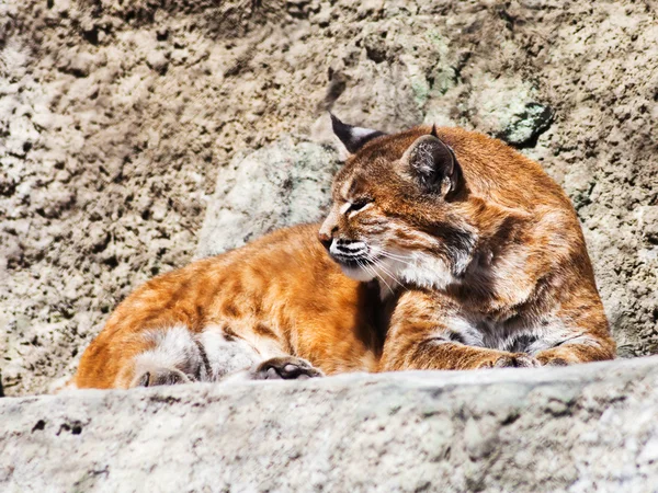 Bobcat — Stock Photo, Image