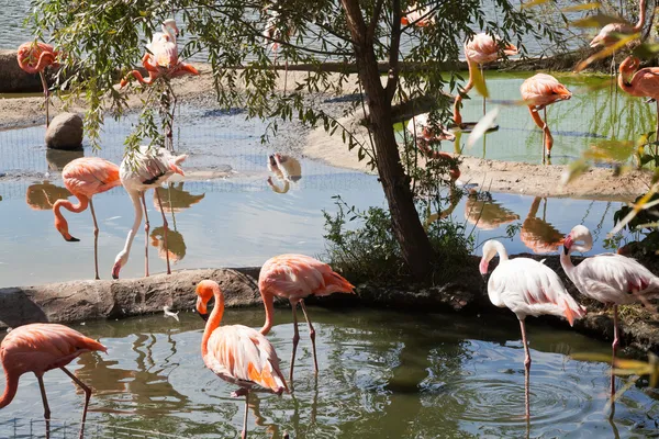 Wading bird - flamingo — Stock Photo, Image