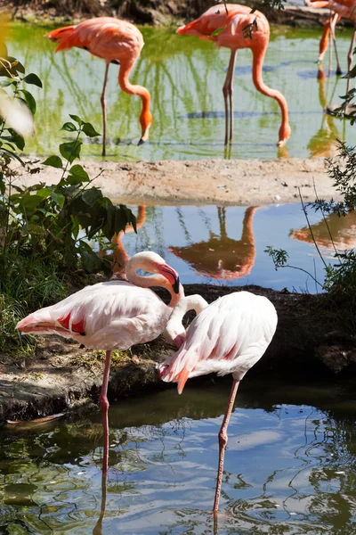 Flamingo birds outdoors — Stock Photo, Image