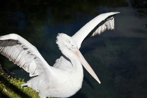 Pelican spread its wings — Stock Photo, Image