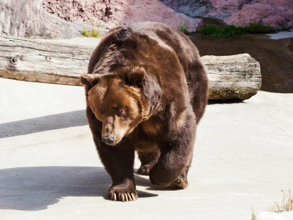 Walking Brown bear — Stock Photo, Image