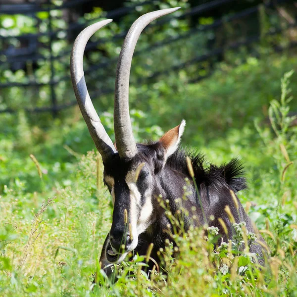 Antilope sdraiata nell'erba verde — Foto Stock