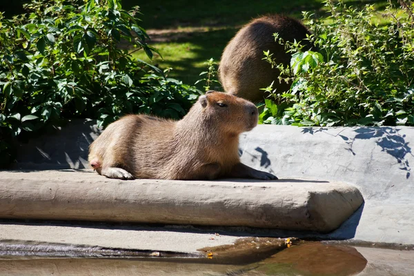 Capybara — Stock Photo, Image