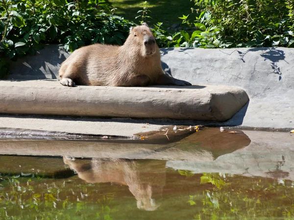 Kapibara — Stok fotoğraf