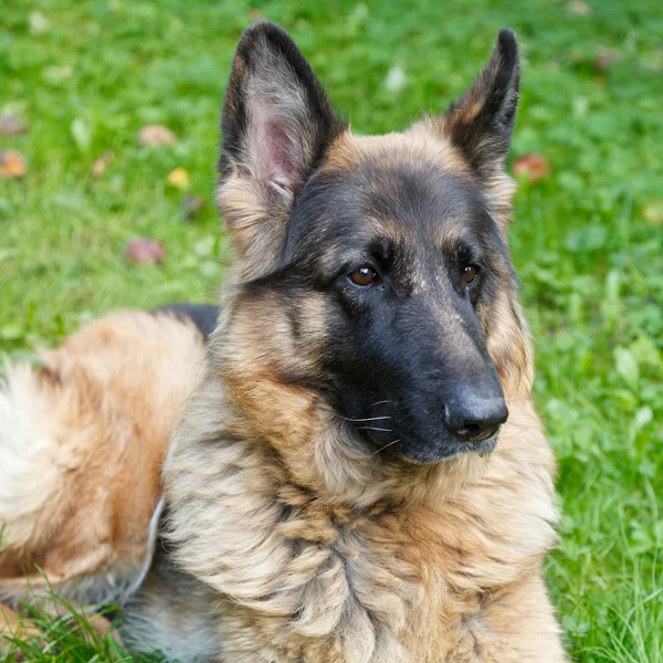 Long-haired German shepherd — Stock Photo, Image