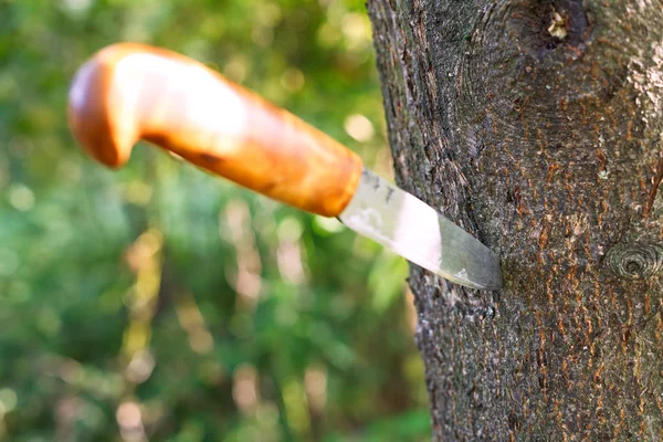 Нож застрял в дереве — стоковое фото