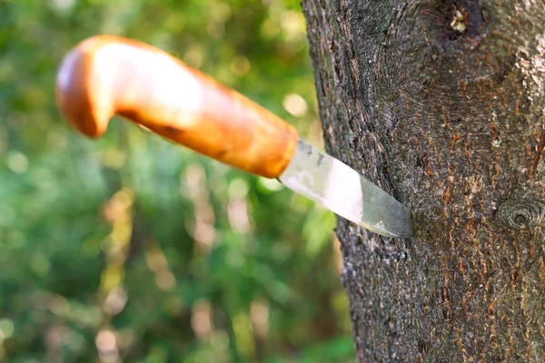 Messer steckt in Baum — Stockfoto