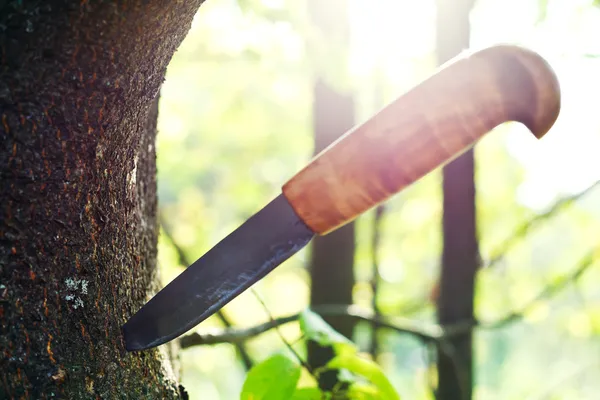 Kniv fast i träd — Stockfoto