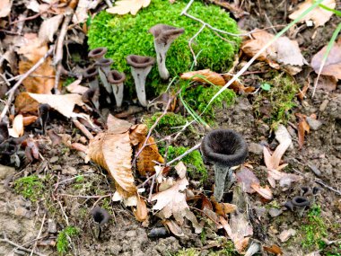 craterellus cornucopioides mantar