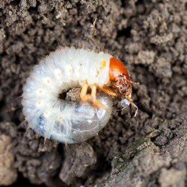 grub of cockchafer eats ant clipart