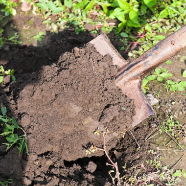 digging with spade clipart