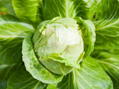 lahana, Bahçe yatak başı