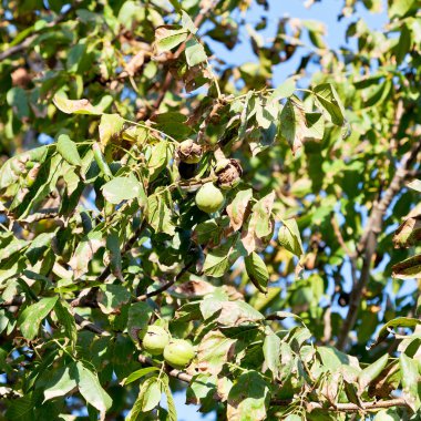 ceviz ağacı üzerinde olgunlaşmış meyve