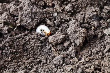 cockchafer beyaz grub