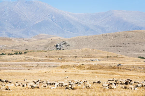 Mountain plateau with flock of sheep — Stock Photo, Image