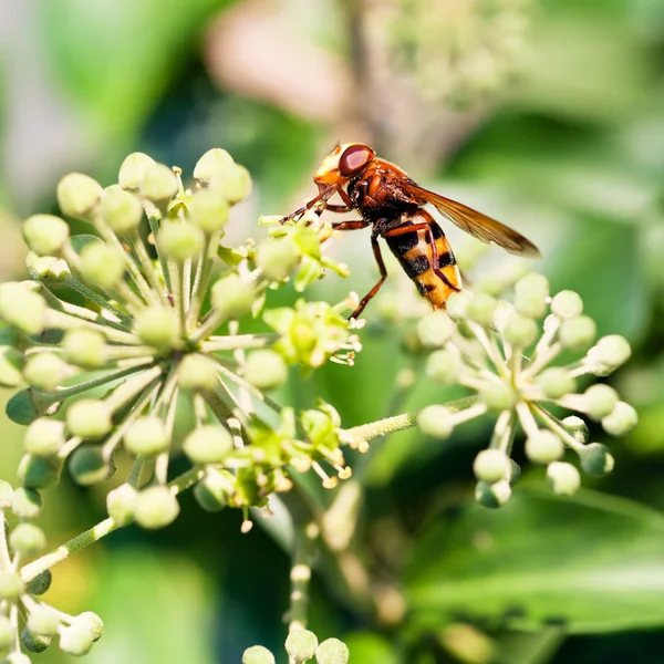 Květina překrýt volucella inanis na květy břečťan — Stock fotografie