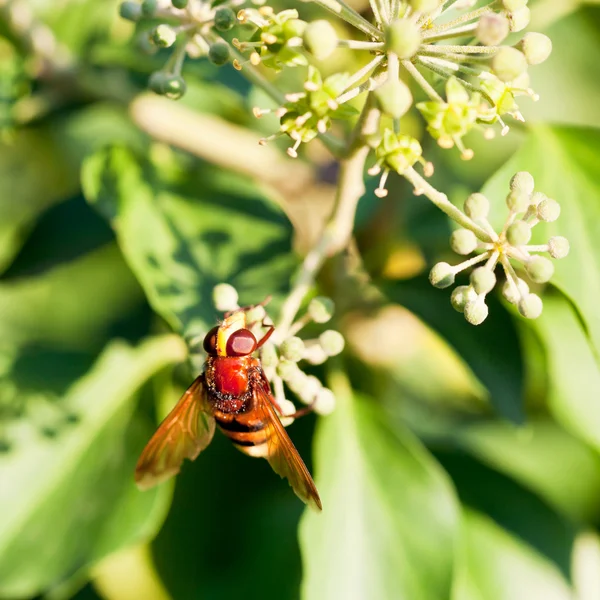 Цветочная муха volucella inanis на цветках плюща — стоковое фото