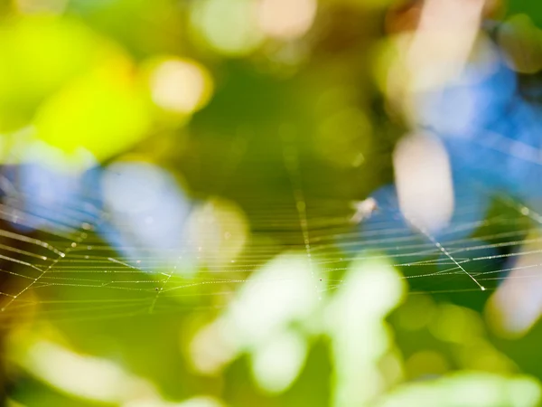 Sunlit thin gossamer — Stock Photo, Image